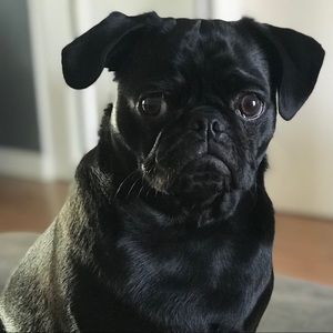 Meet your Posher, Marcelle